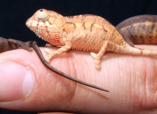 Reptiles: Un examen de sus hábitos nutricionales y de alimentación