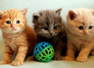 Hill’s Pet Nutrición Clínica de Animales Pequeños