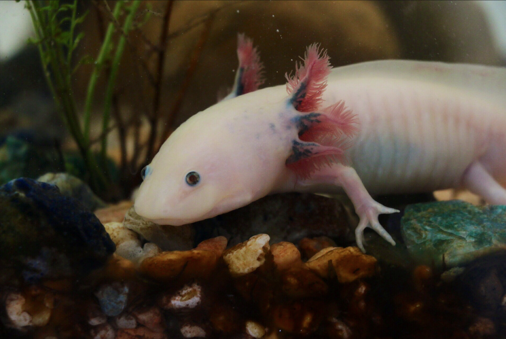 Axolotls