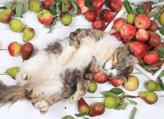 Nutrición fresca para mascotas sanas y felices