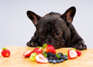 PureeX añade nuevas dimensiones de frescura a los alimentos para mascotas