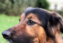 La industria española de alimentación de mascotas aumenta sus ingresos en un 14%