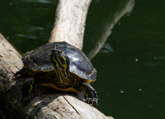 Nutrición de las tortugas: Alimentar y cuidar lo que hay bajo el caparazón