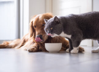La demanda de alimentos de calidad para mascotas sigue siendo alta a pesar de la inflación