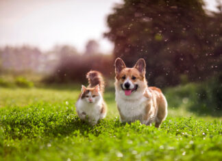 Beneficios en la “lucha” contra la obesidad de las mascotas