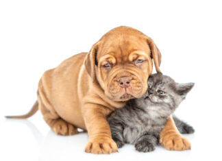 Formación Industrial con Nutrir las tripas, nutrir el futuro – Hill’s Pet Nutrition