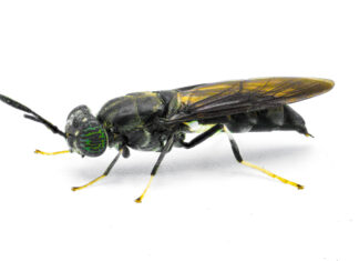 Abrazando Mosca soldado negra