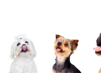 Cachorros se sienten abrumados por la elección de alimentos para mascotas