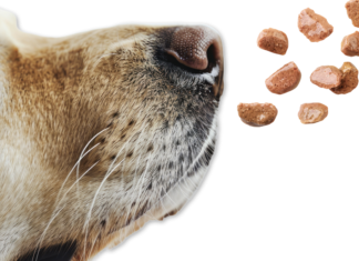 El presente y futuro de las tendencias de envasado en comida para mascotas