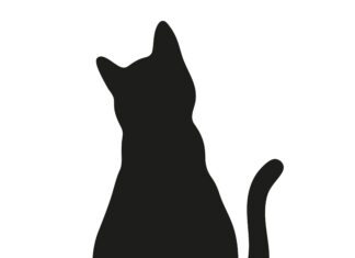 Salud digestiva felina